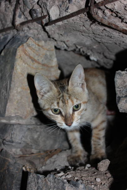 istock A beautiful homeless cat in street 1273724820
