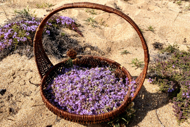 Pink flowers, herb thyme. Thymus serpillum flowers