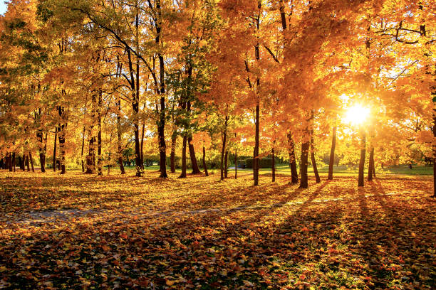 istock Warm autumn scenery in a forest or park with sun rays light through the mist and trees 1273724948