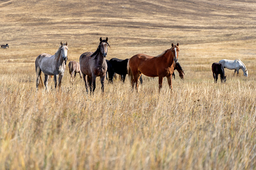 Wild horses on the prairie grazing at dried steppe in Central Asia.