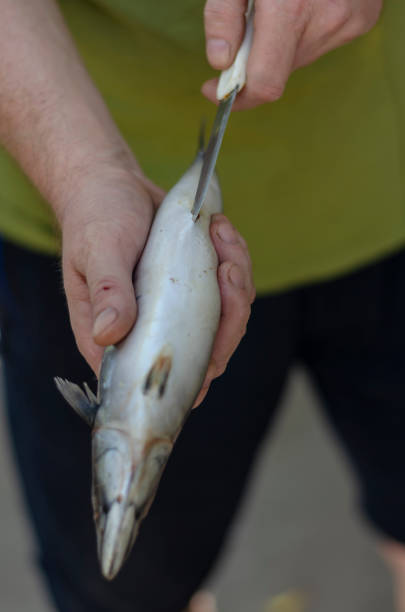 istock A man is gutting a fish outdoors. 1273725281