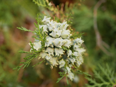 Young light purple thuja cones Mature on a branch with green leaves. Cultivation of raw materials for the production of aromatic oil.