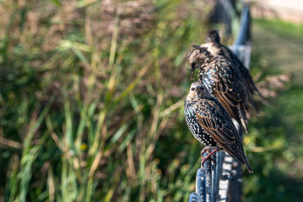 stare, sturnus vulgaris, thront auf metallgeländer im herbst sonnenlicht - maldonkopf stock-fotos und bilder