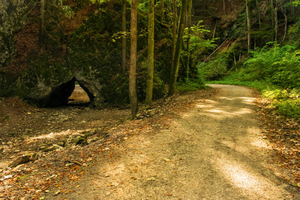 arc dans la montagne près de la route dans la forêt - fresh meat photos et images de collection