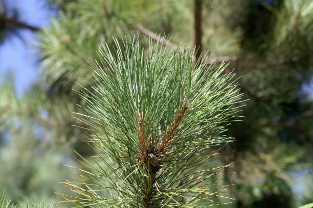 Needles and branches of a red pine, Pinus resinosa