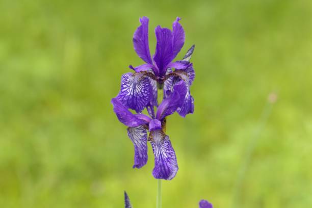 istock Flower of a Russian iris, Iris ruthenica 1273733849