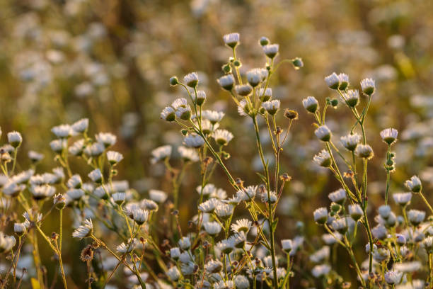 istock meadow with white flowers in the light of sunset 1273735295