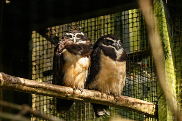 large tropical Spectacled Owl Pulsatrix perspicillata on a branch in zoo inclosure large tropical Spectacled Owl Pulsatrix perspicillata on a branch in zoo inclosure. spectacled owls (pulsatrix perspicillata) stock pictures, royalty-free photos & images