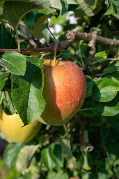 istock Large sweet braeburn apples ripening on tree in fruit orchard 1273735658