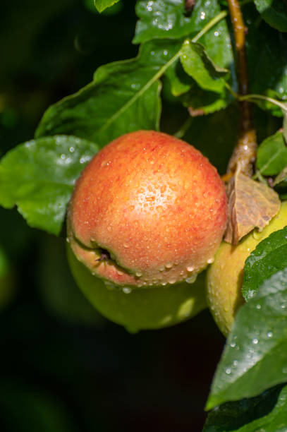 istock Large sweet braeburn apples ripening on tree in fruit orchard 1273735727