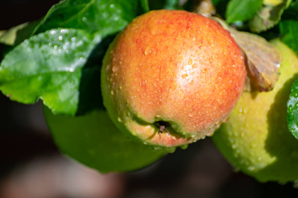 Large sweet braeburn apples ripening on tree in fruit orchard