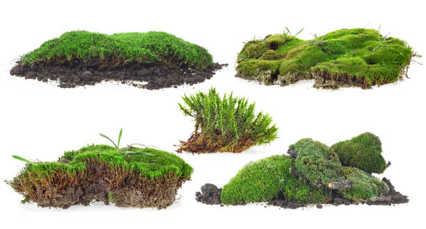 istock Set of green moss isolated on a white background 1273735755