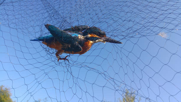 istock Common Kingfisher in mist net as part of ringing process. 1273737288