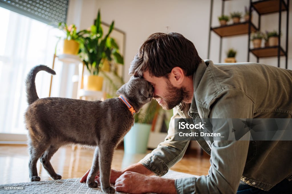 Handsome millennial man cuddling cat after work Millennial handsome man with his Russian blue cat at home Domestic Cat Stock Photo