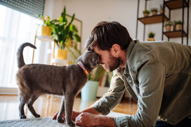 Handsome millennial man cuddling cat after work Millennial handsome man with his Russian blue cat at home purring stock pictures, royalty-free photos & images