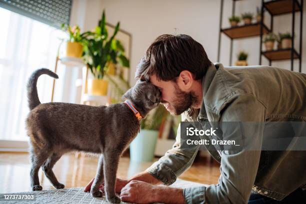 Handsome Millennial Man Cuddling Cat After Work Stock Photo - Download Image Now - Domestic Cat, Men, Russian Blue Cat