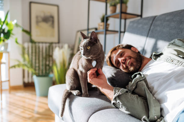 Handsome millennial man cuddling cat with pet collar and heart tag Millennial handsome man with his Russian blue cat at home pet owner stock pictures, royalty-free photos & images