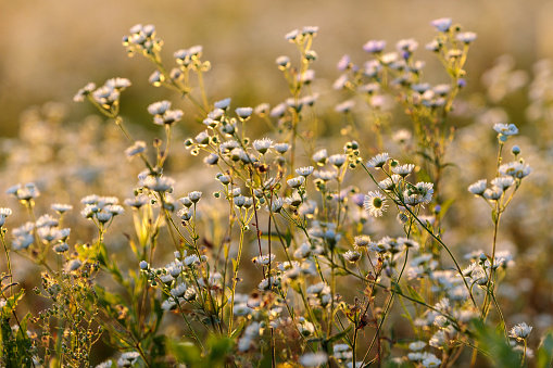 Meadow full of white flowers in the light of sunset.