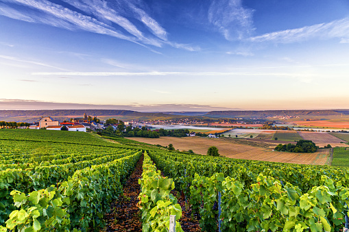 Champagne region in France. A beautiful view very early morning at the end of summer.