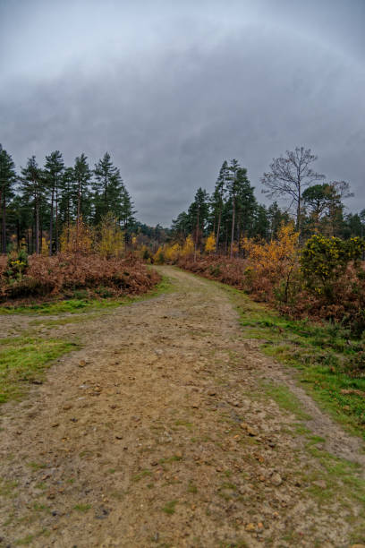 Ashdown Forest - Sussex, United Kingdom Autumn Scene in Ashdown Forest, Sussex, United Kingdom ashdown forest photos stock pictures, royalty-free photos & images