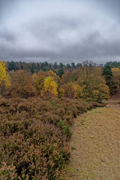 Ashdown Forest - Sussex, United Kingdom Autumn Scene in Ashdown Forest, Sussex, United Kingdom ashdown forest photos stock pictures, royalty-free photos & images