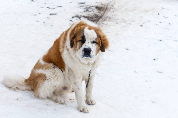 istock Cute dog in the yard, wintertime 1273738869