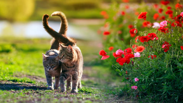 zwei liebevolle katzen spazieren zwischen den mohnblumen im sonnigen sommergarten - film tails stock-fotos und bilder