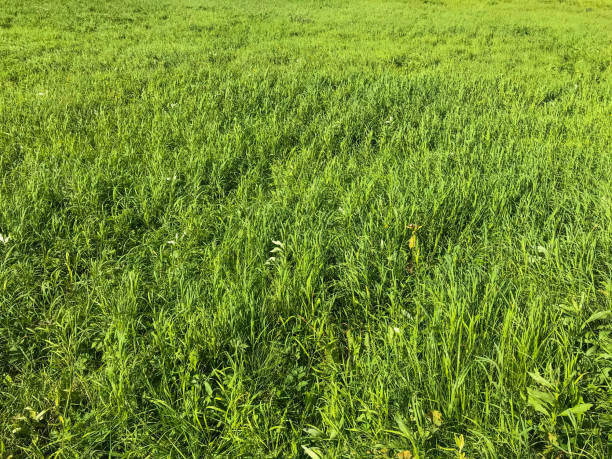istock The texture of the grass. High quality. 1273740157