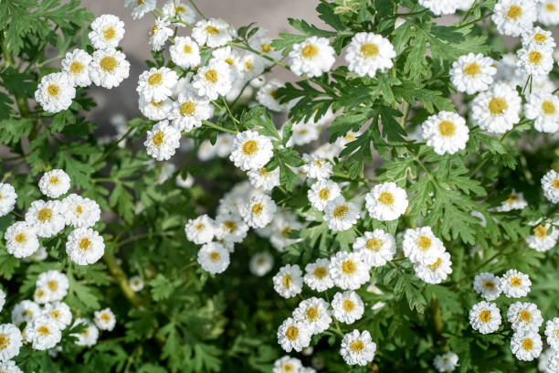 istock Blurred natural floral landscape with small white flowers 1273740297