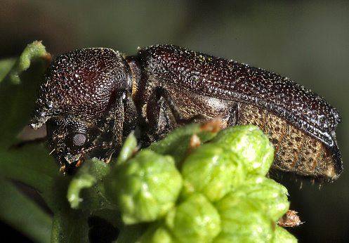 An unusual looking southern USA native beetle with a hunched thorax and protruding horn.