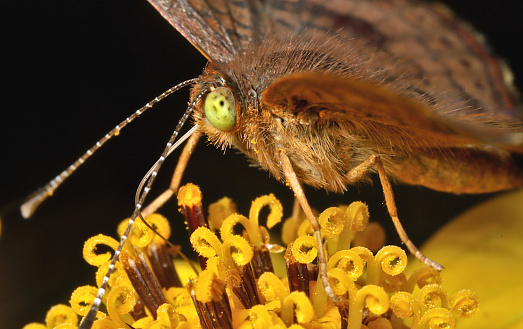 A brown butterfly with yellow-green eyes sips nectar from a yellow flower.