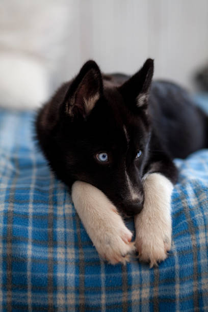 istock Little cute husky puppy 1273741082