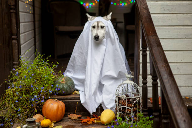 istock Husky dogs celebrate Halloween 1273742680