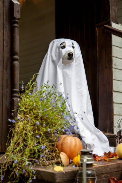 istock Husky dogs celebrate Halloween 1273742707