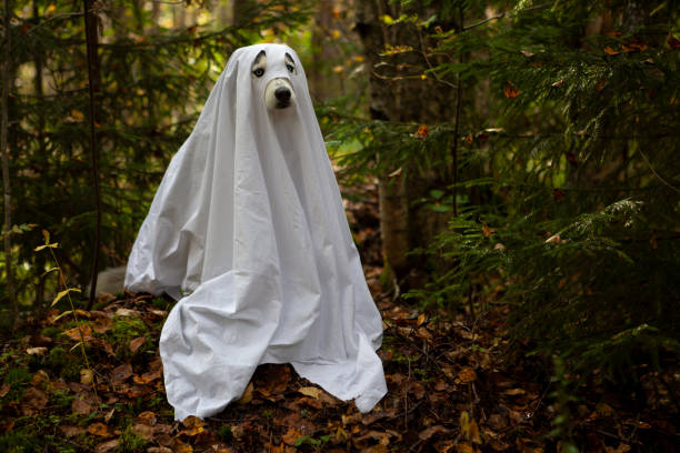 istock Husky dogs celebrate Halloween 1273744324