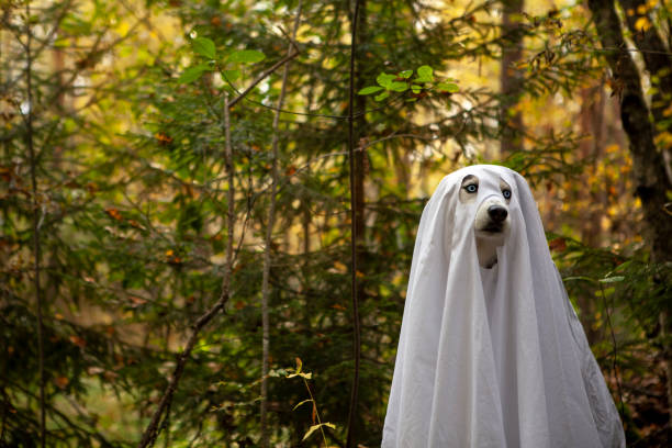 istock Husky dogs celebrate Halloween 1273744326