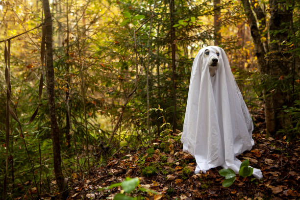 istock Husky dogs celebrate Halloween 1273744337