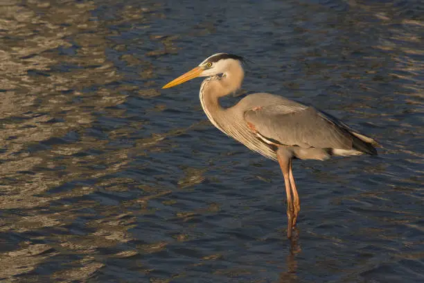 Photo of Water Birds photographed in South West Florida