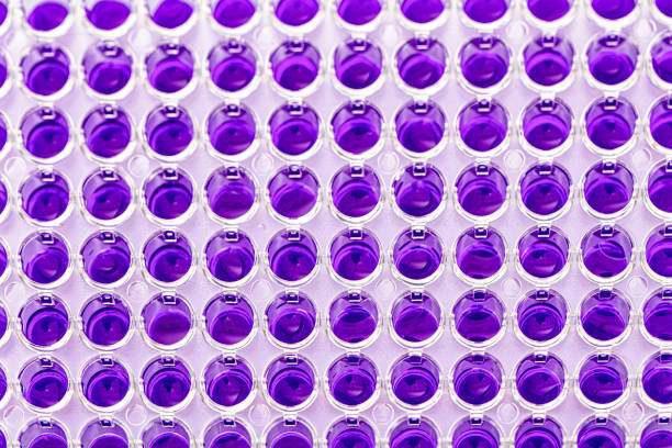 pipeta wielokanałowa ładuje próbki biologiczne w mikropłytce do badania w laboratorium / wielokanałowe próbki ładunku pipety w mikropłycie pcr z 96 dołkami - test tube microplate cell biotechnology zdjęcia i obrazy z banku zdjęć