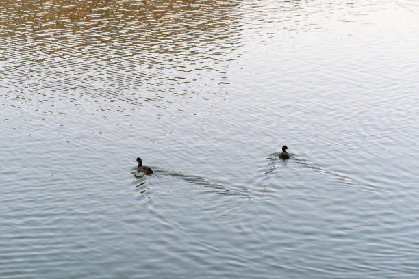 istock Cute ducks enjoying the summer on the lake 1273745728