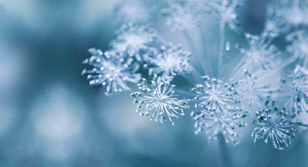 istock Blurred Autumn-winter background with dry plants 1273746355