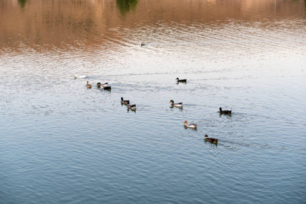 istock Cute ducks enjoying the summer on the lake 1273747499