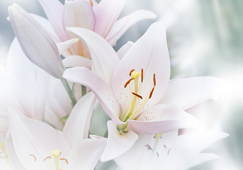 Blurred natural background of Madonna Lilly flower, Stargazer lilly, white Lilly flower. Stock photo