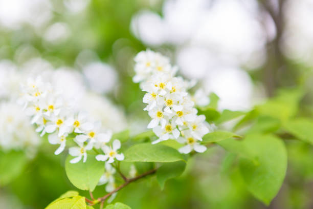 Bird cherry closeup with selective focus. Focus is on the central part of the image.