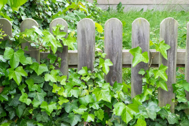 Wooden fence overgrown with ivy stock photo
