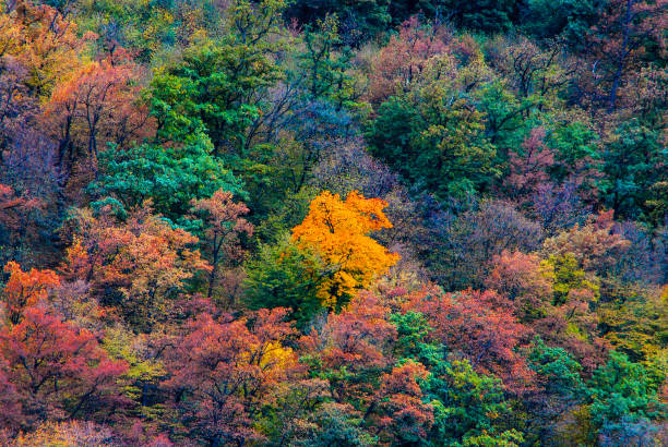 Autumn colorful trees texture background.
