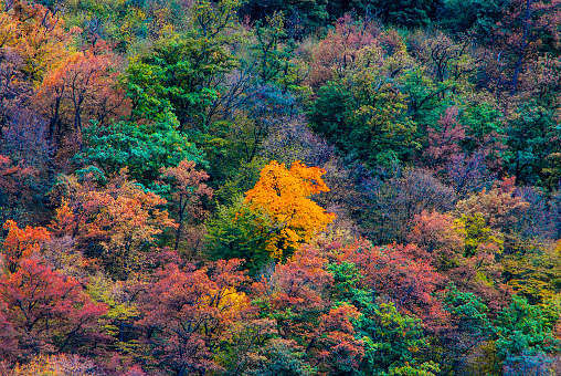 The scenery of brightly colored maple leaves.