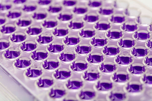 pipeta wielokanałowa ładuje próbki biologiczne w mikropłytce do badania w laboratorium / wielokanałowe próbki ładunku pipety w mikropłycie pcr z 96 dołkami - test tube microplate cell biotechnology zdjęcia i obrazy z banku zdjęć