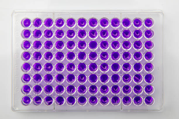 pipeta wielokanałowa ładuje próbki biologiczne w mikropłytce do badania w laboratorium / wielokanałowe próbki ładunku pipety w mikropłycie pcr z 96 dołkami - test tube microplate cell biotechnology zdjęcia i obrazy z banku zdjęć