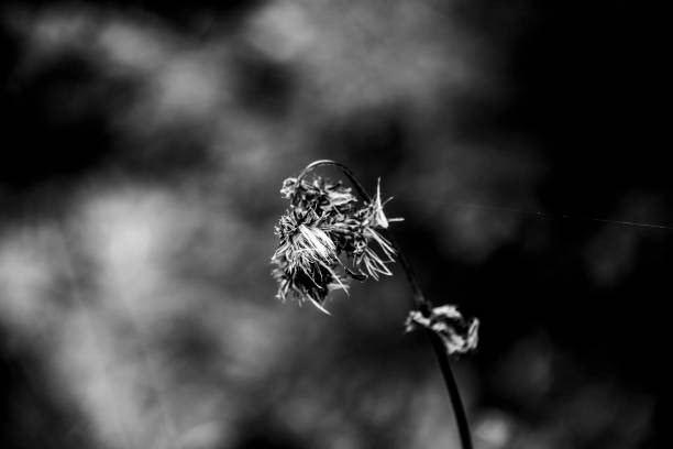 close up in black and white of a withered flower Lake Tret in Fondo, Valle di Non in Trento, Italy